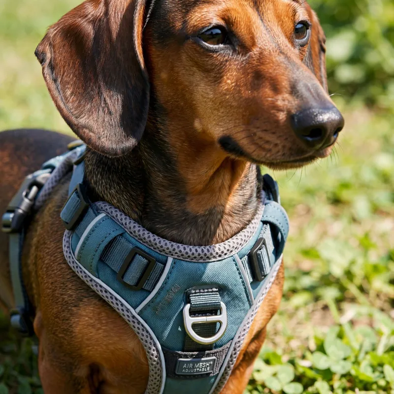 Dachshund pulling on leash fitted with a comfortable front-clip harness